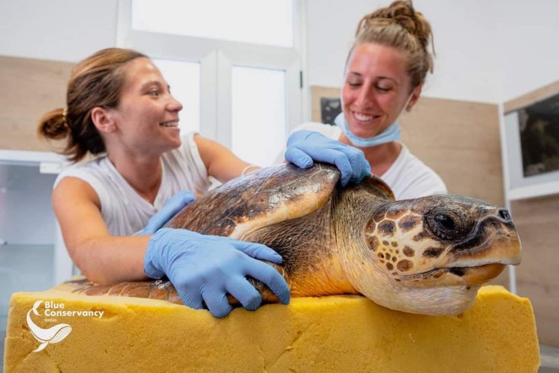 Il Centro recupero tartarughe marine di Brancaleone ricerca volontari