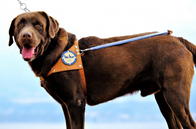 Lions Club Reggio Calabria Host consegna un cane guida ad un socio dell'UICI